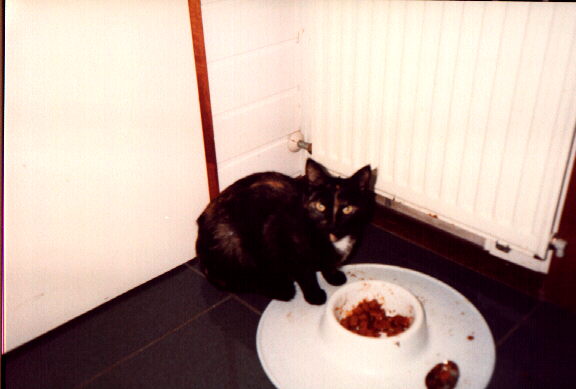 Catfood is also liked