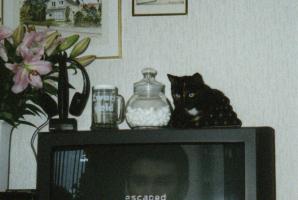 Charlie's favourite spot on top of the TV