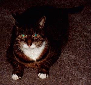 This is Tijger(Tiger)